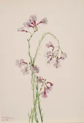 Pentstemon Ambiguus, 1935