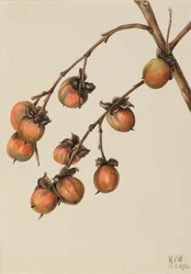 Persimmon Diospyros Virginiana, 1920