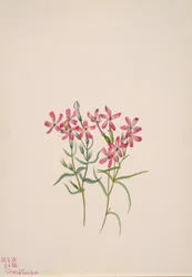 Phlox stansburyi