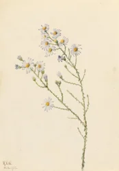 Pineland Aster