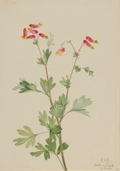 Pink Fumeroot, 1922