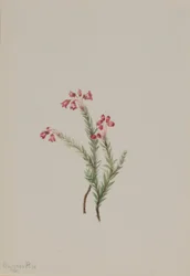 Pink Heather