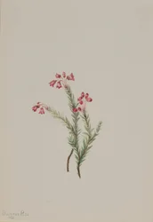 Pink Heather Phyllodoce empetriformis, 1901
