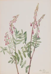 Pink Hedysarum