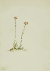 Pink Pussytoes (Antennaria rosea)