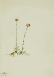 Pink Pussytoes, Antennaria rosea, 1916.