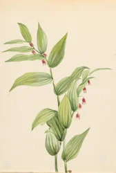 Pink Twisted Stalk
