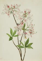 Pinkshell Azalea (Azalea vaseyi)