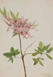 Pinxter Bloom