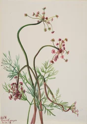 Pseudocymopterus Montanus