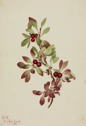 Ptarmiganberry, 1922