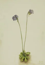 Purple Butterwort Pinguicula elatior, 1920