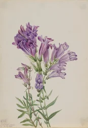 Purple Pentstemon