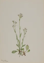 Pussy-Toes Antennaria Racemosa