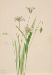 Pussy-ears Calochortus Elegans