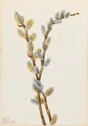 Pussy Willow Salix discolor, 1920.