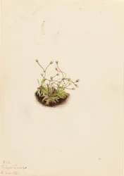 Pygmy Androsace