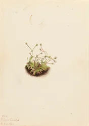 Pygmy Androsace