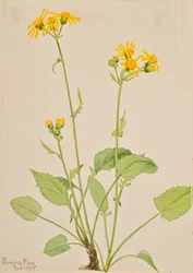 Ragwort Senecio Burkei