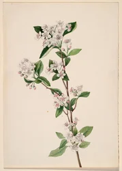 Red Chokeberry Aronia arbutifolia