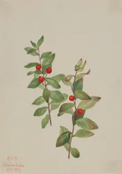 Red Comandra