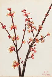 Red Maple, 1920