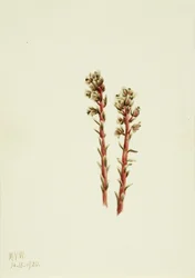Red Pinesap