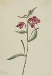 Red Willowweed, 1911