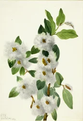 Rock Willow Salix vestita, 1934