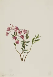 Rocky Mountain Kalmia (Kalmia microphylla)