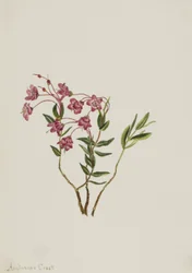 Rocky Mountain Kalmia