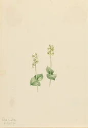 Rocky Mountain Twayblade