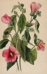 Rose Gentian