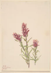 Rose Paintbrush