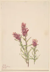 Rose Paintbrush