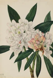Rosebay Rhododendron Rhododendron Maximum