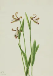 Rosebud Orchid Pogonia divaricata