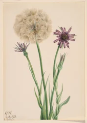 Salsify