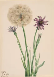 Salsify Tragopogon porrifolius