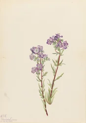 Sand Phacelia