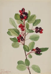 Saskatoon Amelanchier alnifolia