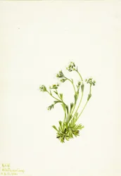 Saxifrage