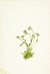 Saxifrage, 1924