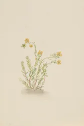 Sedum stenopetalum