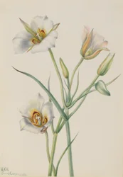 Sego Lily (Calochortus nuttallii)