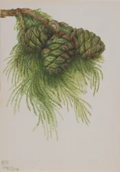 Sequoia (Sequoia gigantea)