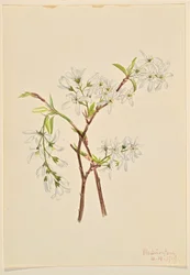 Shadbush (Amelanchier oblongifolia)