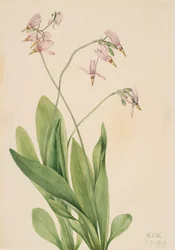 Shooting Star Dodecatheon meadia