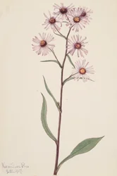 Showy Aster