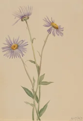 Showy Fleabane